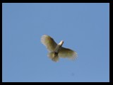 Australia, Flying Cockatoo